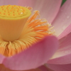 蓮