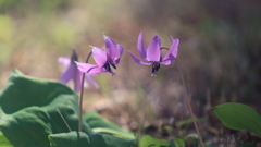 花便り　- 妖精たちとの再会 -