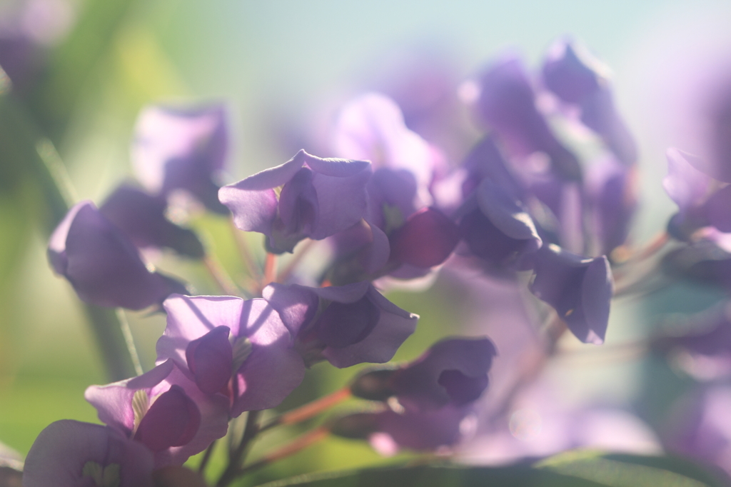 花便り　- 小町藤 -