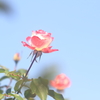 花便り　- 格調高雅 -