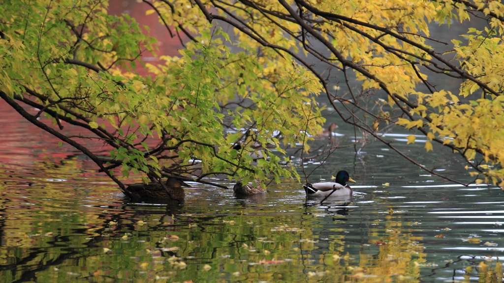 生き物写真館　- 秋色の隠れ処 -