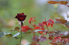花便り　- 黒花と赤葉 -
