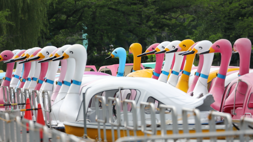 街の情景　- 夏休みの白鳥たち -