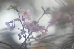 花便り　- おぼろ桜 -