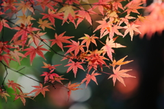 花便り　- 残秋の彩り -