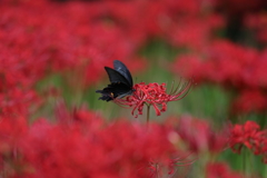 生き物写真館　- 黒一点 -