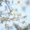 花便り　- 透過した白と緑 -