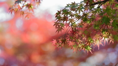 花便り　- 秋色の目覚め -