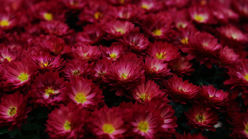 花便り　- 深紅の密集 -