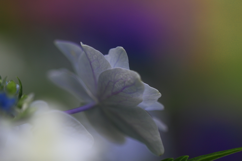花便り　- 晴れ舞台を待つ江戸紫 -