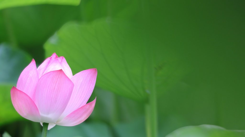 花便り　- 清雅な花姿 -