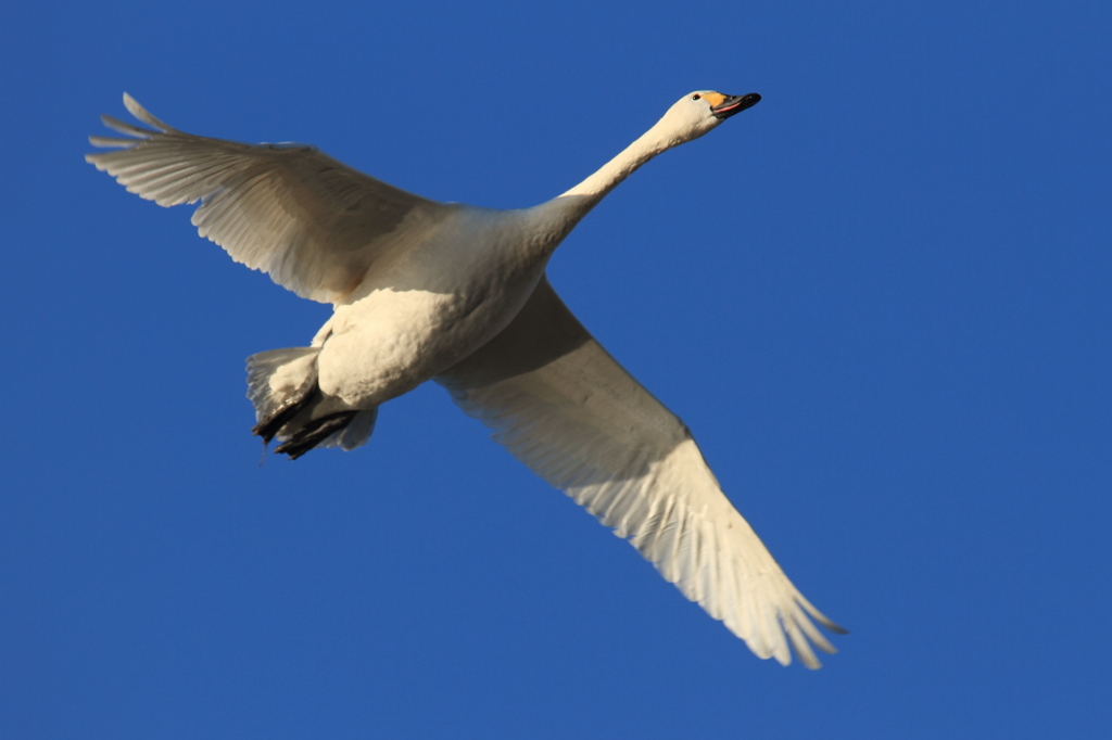 白鳥の郷　- 青空に舞う -