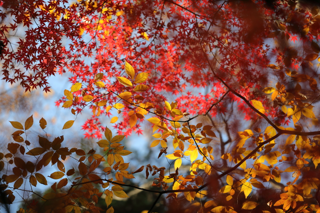 花便り　- 輝黄に惹かれて -