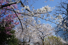 桜　- 春爛漫 -