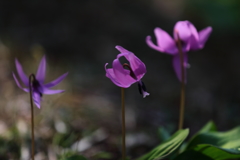 花便り　- 春の儚い命 -