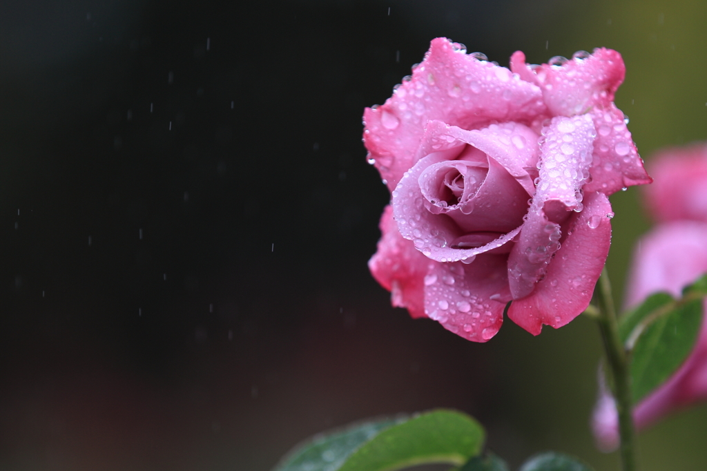花便り　- 雨中の薔薇 -