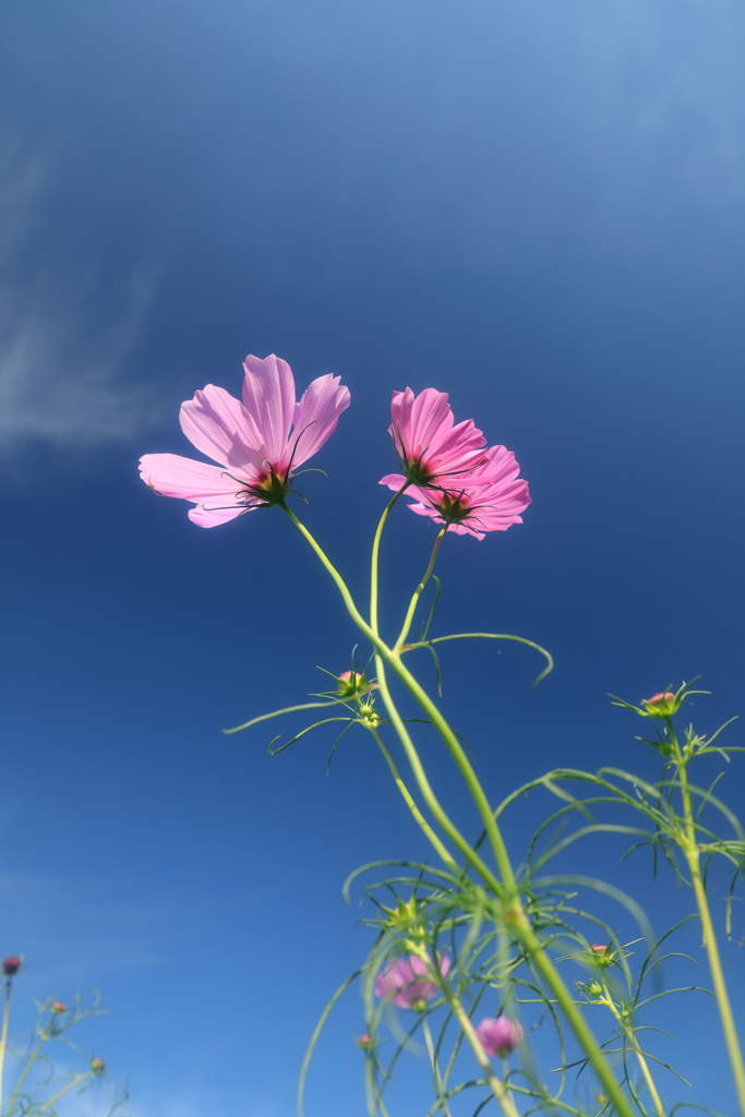 花便り　- 待ちわびた青空と秋桜 -