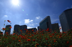 花便り　- ギラギラ太陽とキバナコスモス -