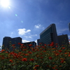花便り　- ギラギラ太陽とキバナコスモス -