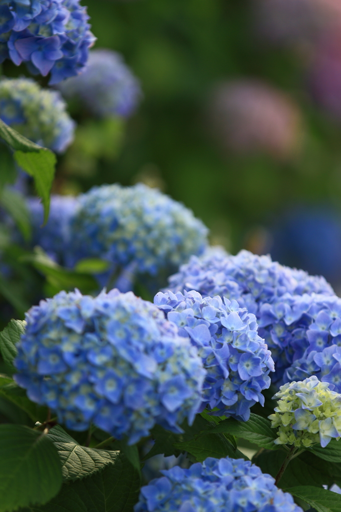 紫陽花の開花