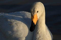 白鳥の郷　- 優しい眼差し -