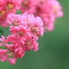 花便り　- 夏を彩る百日紅 -