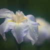 花便り　- 夢幻の花菖蒲 -