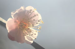 花便り　- 立春の光とともに -