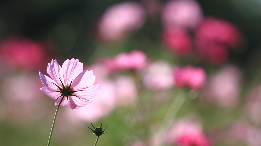 花便り　- 秋桜の光華 -