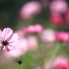 花便り　- 秋桜の光華 -