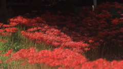 花便り　- 秋の陽光 -