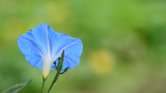 花便り　- 天上の青 -