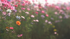 花便り　- 野性味の美しさ -