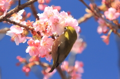 生き物写真館　- はなすい -