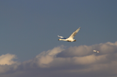 白鳥の郷　- 大空の彼方 -