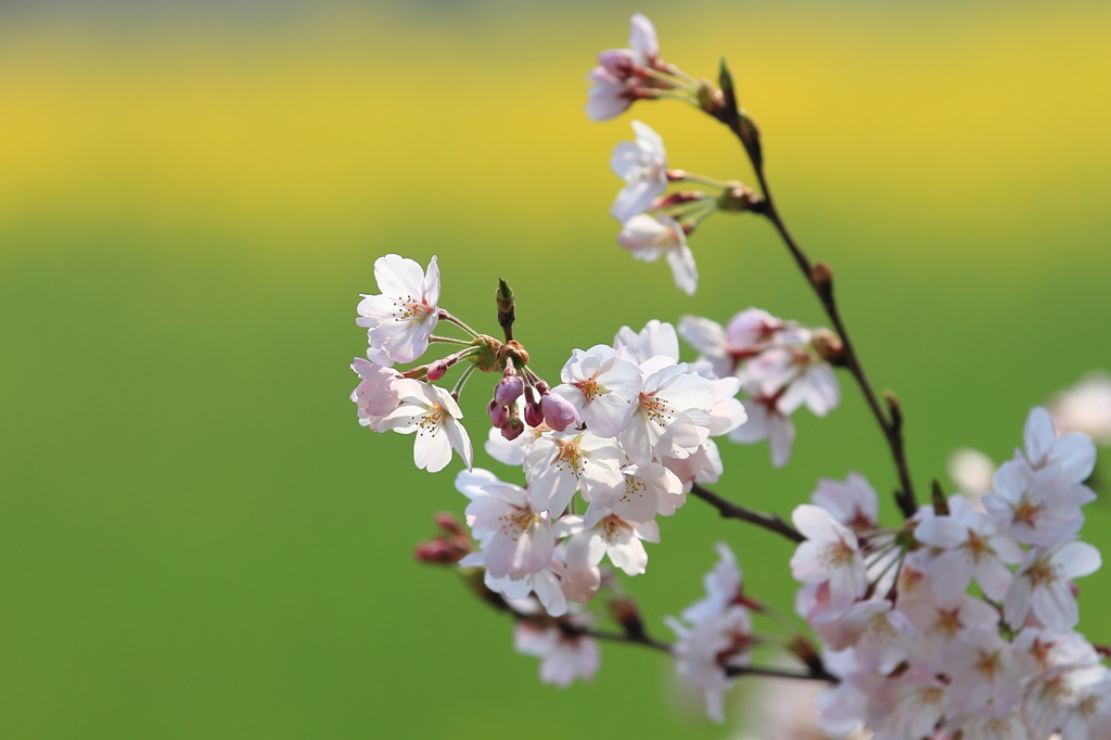 花便り　- 菜の花畑を背にして -