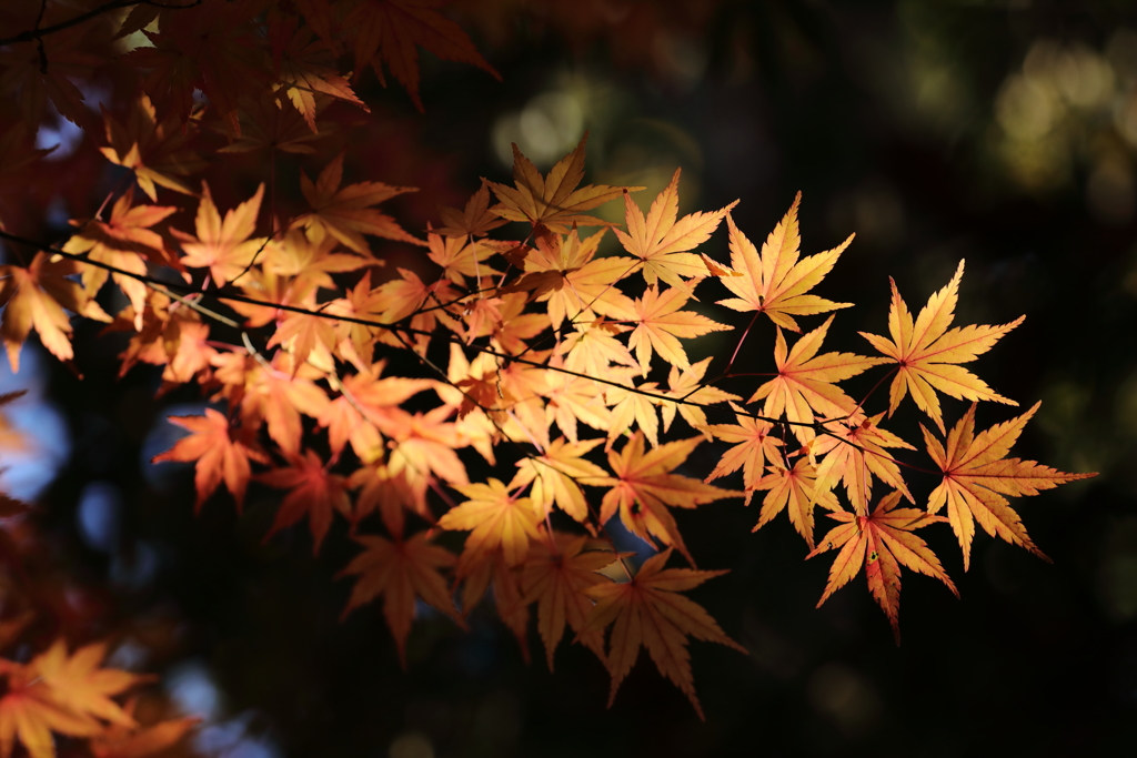 花便り　- 輝く黄葉もみじ -