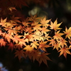 花便り　- 輝く黄葉もみじ -