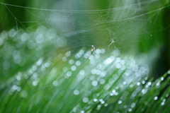 生き物写真館　- 雨の日の蜘蛛の巣 -