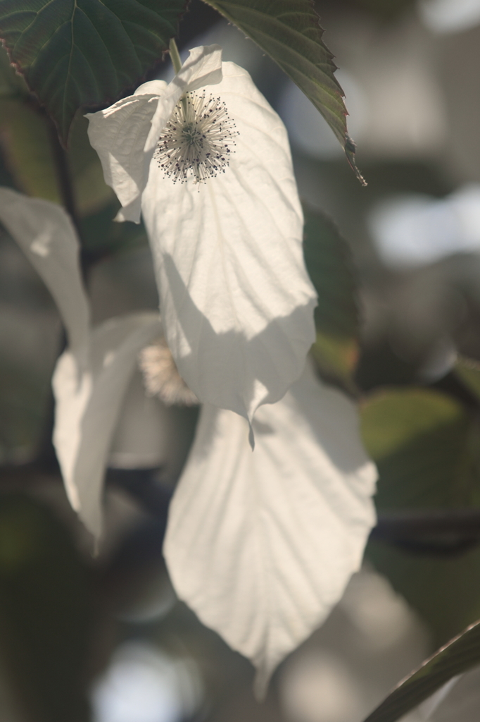 花便り　- 白いハンカチ -