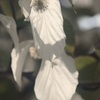 花便り　- 白いハンカチ -