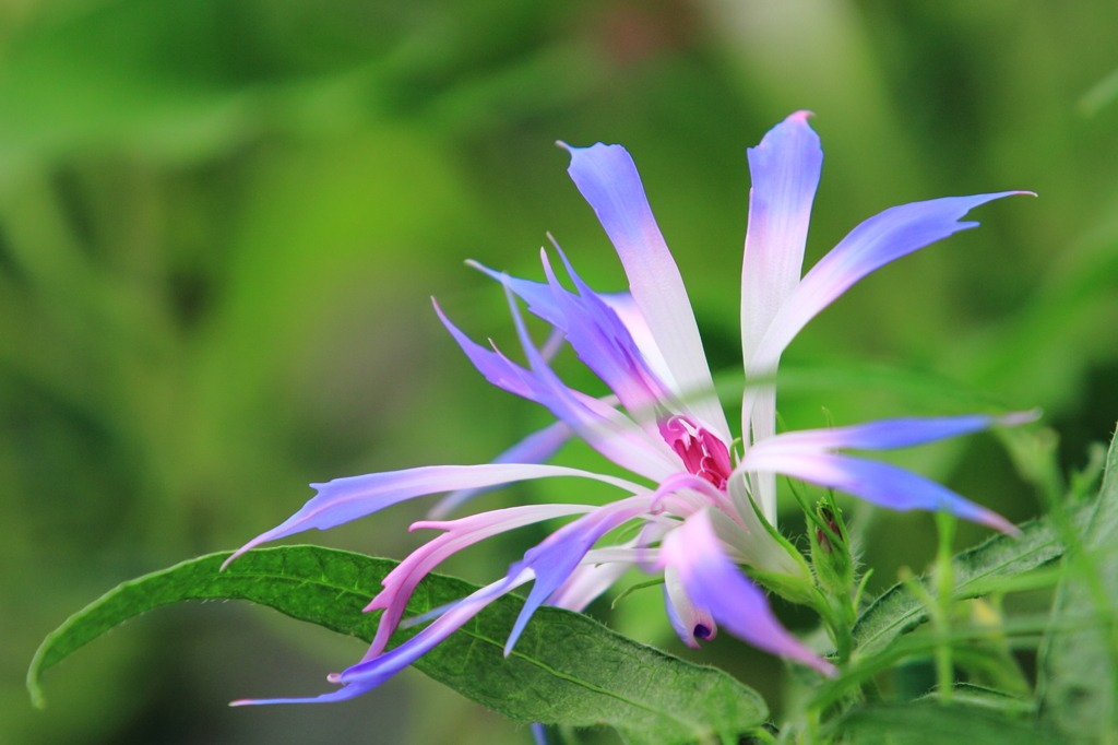 花便り　- 青打込弱渦柳葉青菜咲牡丹 -