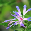 花便り　- 青打込弱渦柳葉青菜咲牡丹 -