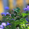 花便り　- 信頼の青紫 -