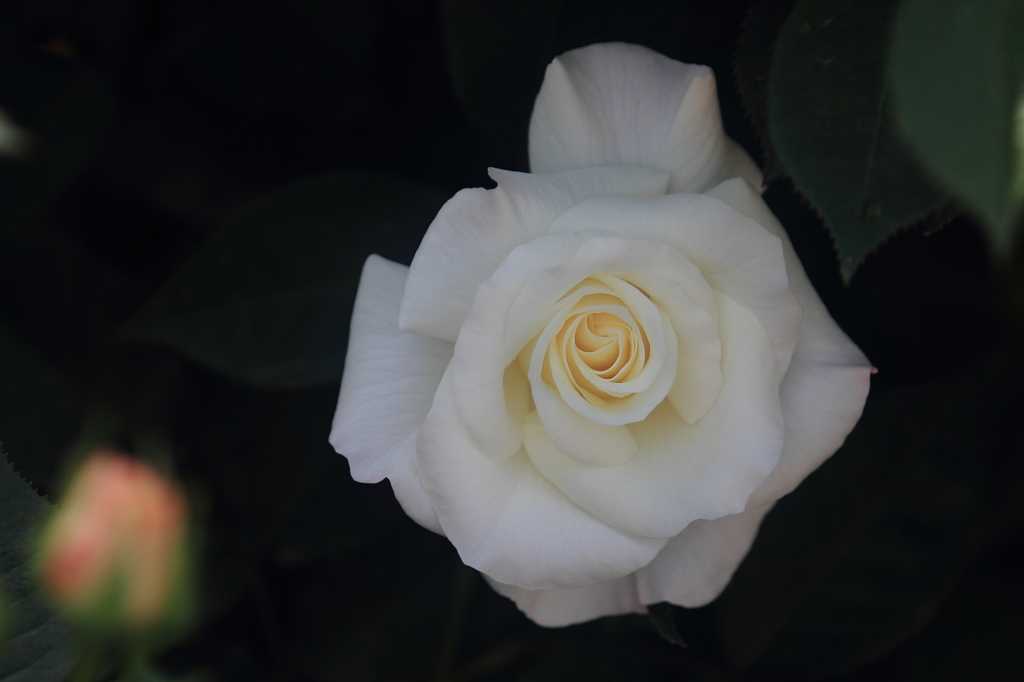 花便り　- 白薔薇正視 -