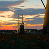 印旛沼・風車　- 向日葵の咲く跳ね橋 -