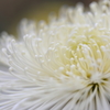 花便り　- 細管白菊 -