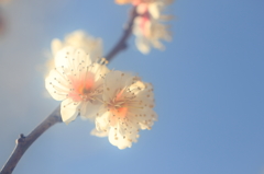 花便り　- 冬陽の白梅 -