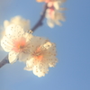 花便り　- 冬陽の白梅 -