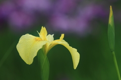 花便り　- 黄花菖蒲 -